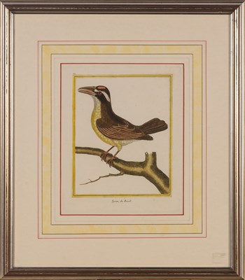 Lot 104 - After François-Nicolas Martinet [BIRD STUDIES]...