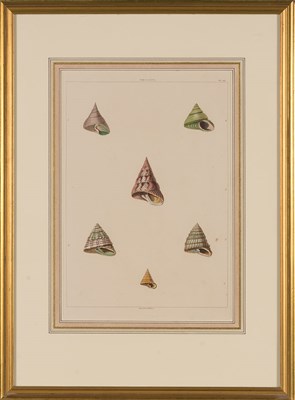 Lot 105 - W. Miller, publisher [SHELL STUDIES] Three...