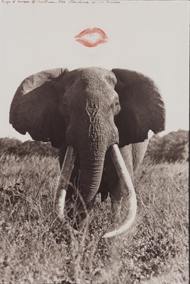 Lot 62 - BEARD, PETER (b. 1938) Untitled [Elephant...