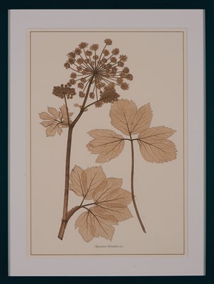 Lot 126 - Various Artists [FERN STUDIES] Ten prints...