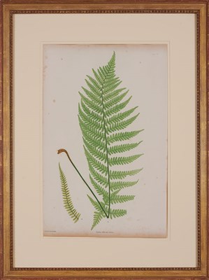 Lot 124 - Bradbury & Evans, printers [FERN STUDIES] Six...
