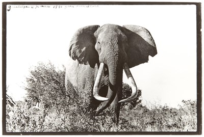 Lot 61 - BEARD, PETER (b. 1938) [Elephant]. Gelatin...
