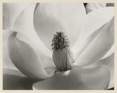 Lot 86 - CUNNINGHAM, IMOGEN (1883-1976) Magnolia...