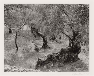 Lot 56 - AUERBACH, ELLEN (1906-2004) Olive Grove,...