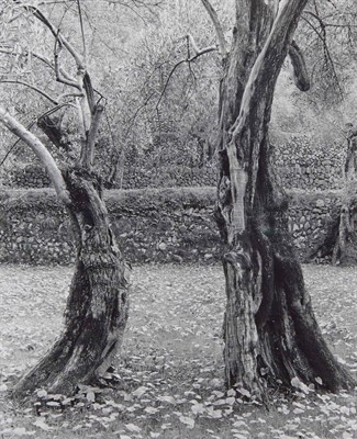 Lot 50 - AUERBACH, ELLEN (1906-2004) Dancing trees,...