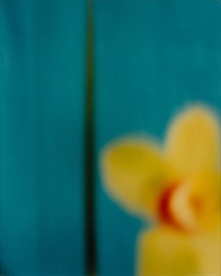 Lot 156 - SEIDNER, DAVID (1957-1999) Yellow Orchid with...