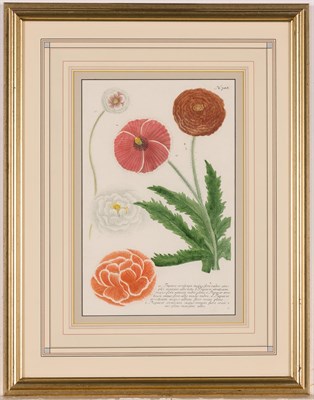 Lot 375 - After Johann Wilhelm Weinmann (1683-1741)...