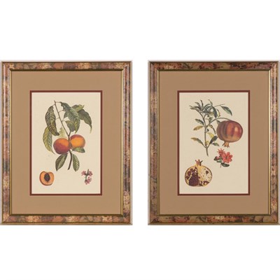 Lot 59 - Artist Unknown [FRUIT STUDIES] Two color...