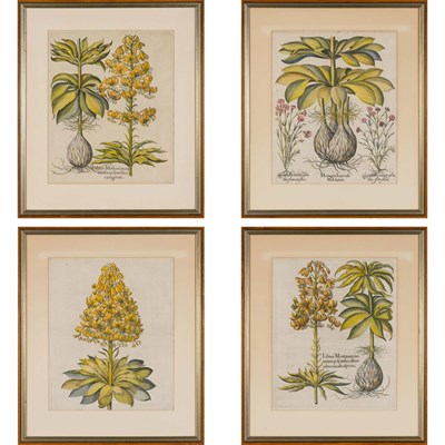 Lot 553 - Basilius Besler (1561-1629) [PLANT STUDIES]...