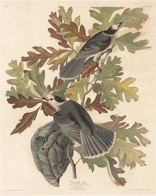 Lot 54 - After John Jay Audubon CANADA JAY Hand-colored...