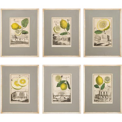 Lot 105 - Johann Christoph Volckamer (1644-1720) [CITRUS...