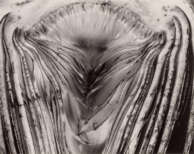 Lot 140 - WESTON, EDWARD (1886-1958) Artichoke Halved,...