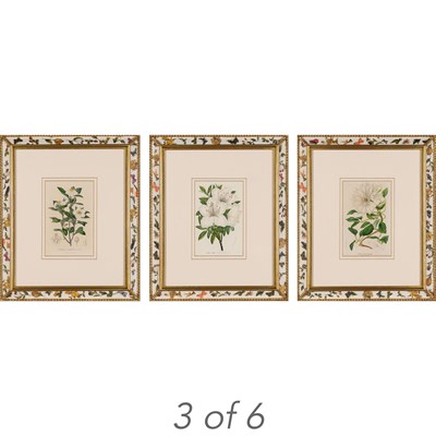 Lot 365 - Louis van Houtte (1810-1876) [PLANT STUDIES]...