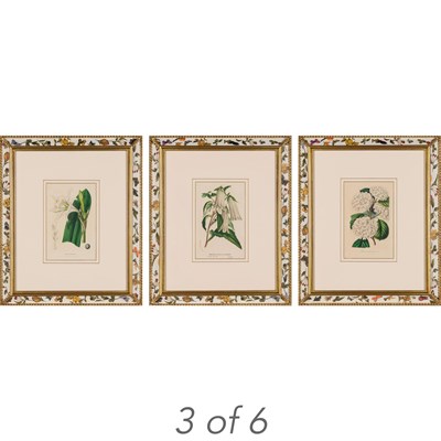 Lot 402 - Louis van Houtte [PLANT STUDIES] Six...