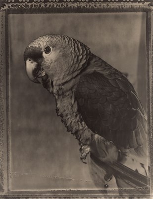 Lot 20 - BARIL, TOM (b. 1952) Benny, 1995. Print from...