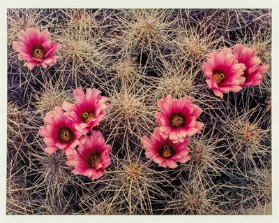 Lot 115 - PORTER, ELIOT (1901-1990) Eliot Porter:...