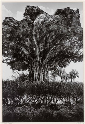 Lot 132 - UELSMANN, JERRY (b. 1934) Rock Tree, 1969....