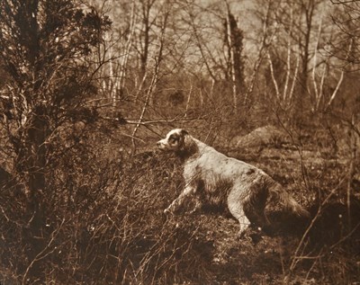 Lot 177 - [DOGS] Photograph album with 11 large and...