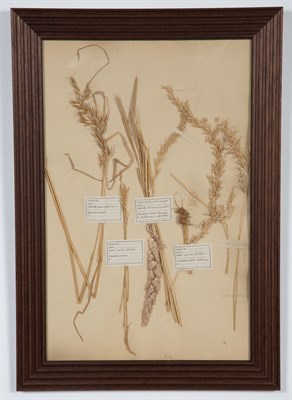 Lot 214 - Set of Ten Framed Botanical Specimen Scrapbook...