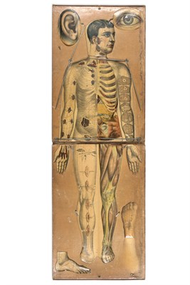 Lot 169 - White's Physiological Manikin Late 19th...