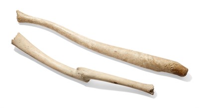 Lot 187 - Two Walrus Bone Baculum Oosik Length of...