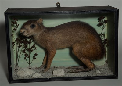 Lot 186 - Agouti Taxidermy Specimen in Painted Wood...