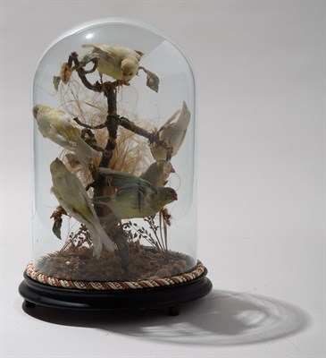 Lot 180 - Victorian-Era Taxidermy Canaries Mounted under...