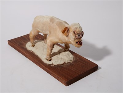 Lot 184 - Deformed Cycloptic Taxidermy Piglet Circa 1959...