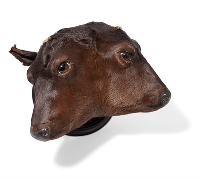 Lot 181 - Two-Headed Calf Taxidermy Mount Height 9...