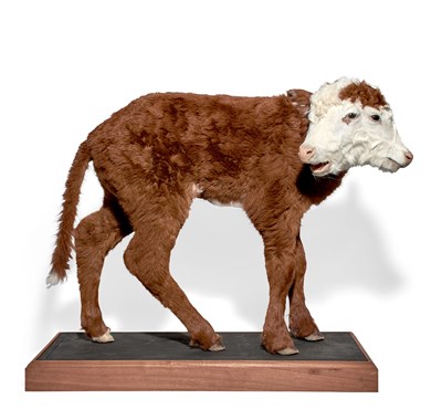 Lot 189 - Two-Headed Calf, Full Mount Taxidermy Mounted...