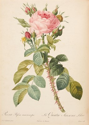 Lot 137 - REDOUTÉ, PIERRE-JOSEPH and THORY, CHARLES...