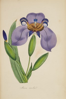 Lot 133 - PAXTON, JOSEPH Paxton's Magazine of Botany and...