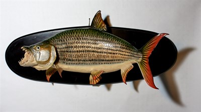 Lot 195 - Mounted Reproduction Tiger Fish Fiberglass...