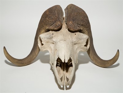 Lot 200 - Musk Ox Taxidermy Skull with Horns Height 11...