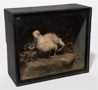 Lot 182 - Victorian-era Taxidermied Four-Legged Chick in...