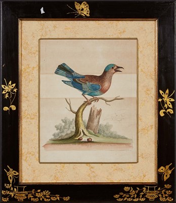 Lot 1096 - George Edwards (1694-1773) [BIRD STUDIES] Six...