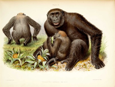 Lot 132 - OWEN, RICHARD Memoir on the Gorilla...