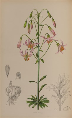 Lot 123 - ELWES, HENRY JOHN A Monograph of the Genus...