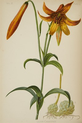 Lot 130 - MEEHAN, THOMAS The Native Flowers and Ferns of...