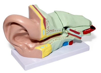 Lot 160 - Medical Ear Model 1980s Cast plastic on...
