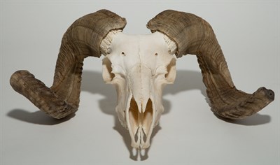 Lot 198 - Ram Skull with Horns Height 7 inches, width 19...