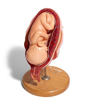 Lot 164 - Anatomical Medical Fetus Development Model...