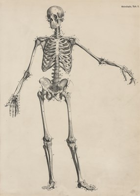 Lot 171 - Artist Unknown [SKELETON STUDIES] Two prints,...