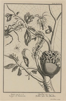 Lot 192 - After Martinet [INSECTS, ARACHNIDS AND...