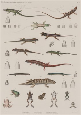 Lot 310 - Artist Unknown REPTILES: LÉZARDS, SCINQUES,...