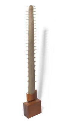 Lot 194 - Large Sawfish Bill on Wood Stand Height...