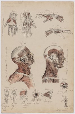 Lot 165 - Group of Anatomical Drawings Late 19th century...