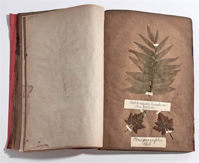 Lot 282 - [HERBARIUM] 19th century volume of specimens...