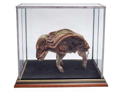 Lot 183 - Preserved Cross-Section of a Piglet in Display...