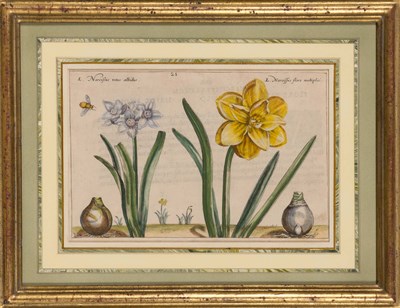 Lot 109 - Crispijn van de Passe (1589-1637) [DAFFODIL...